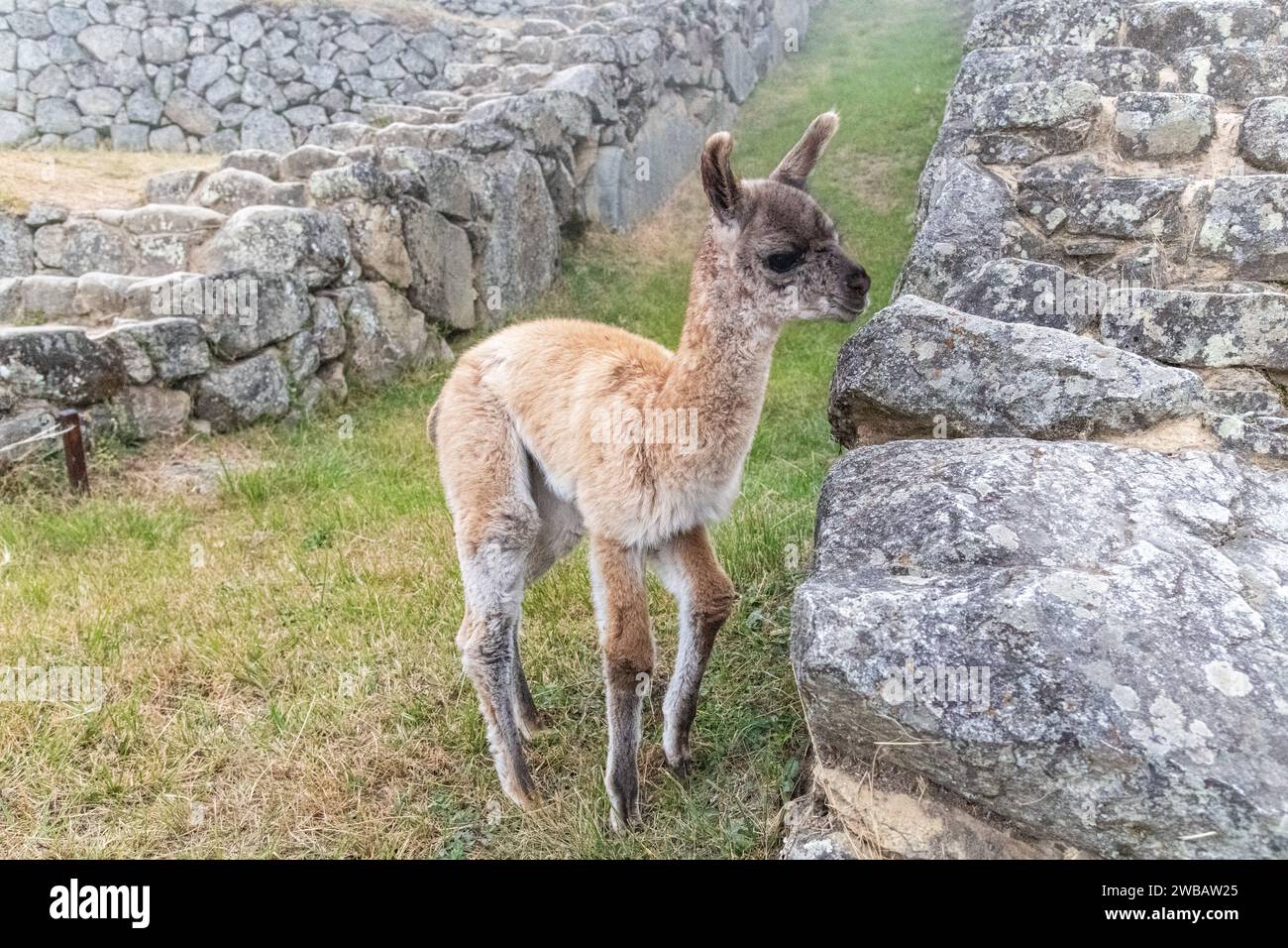 A young llama juvenile (cria) on a terrace at Machu Picchu in Peru Stock Photo