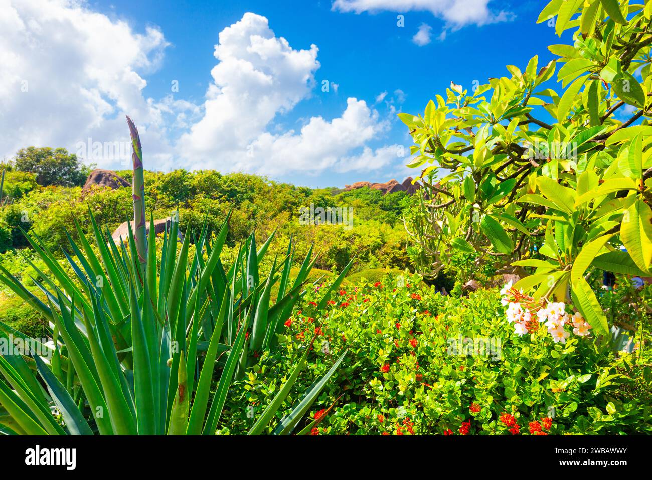 Foliage near the baths of Virgin Gorda, British Virgin Islands. Stock Photo