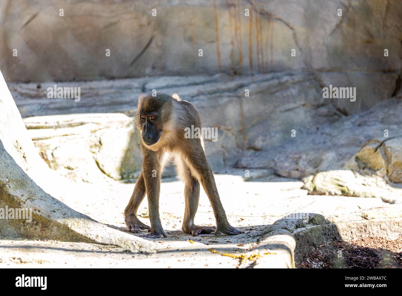 A female Drill Monkey, distinguished by her gentle demeanor, thrives in ...