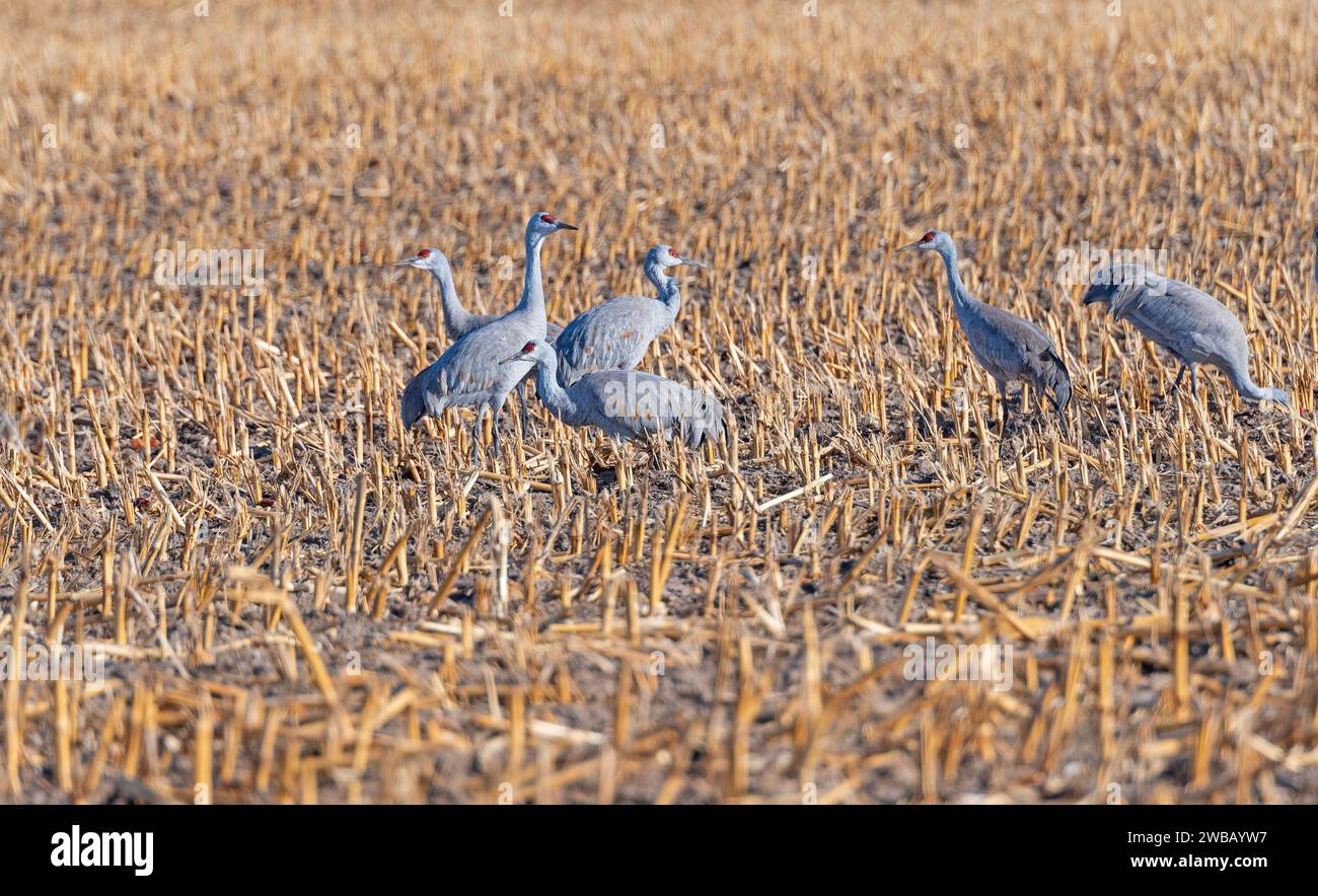 Sandhill Cranes Feeding in Farm Fields Near Kearney, Nebraska Stock