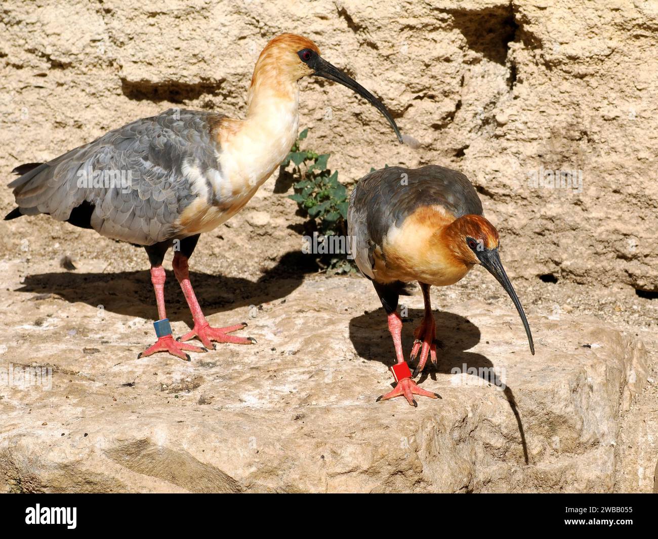 Two black-faced Ibis (Theristicus melanopis) standing on rock Stock Photo