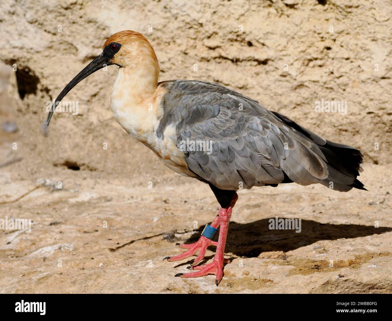 Closeup Black-faced Ibis (Theristicus melanopis) standing on rock and seen from profile Stock Photo