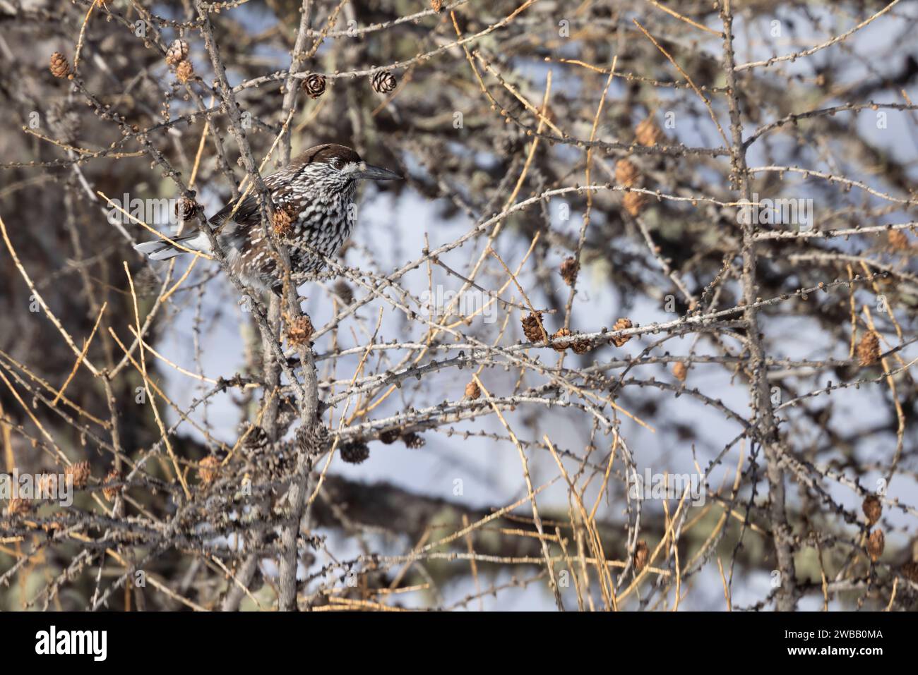 The spotted nutcracker, Eurasian nutcracker, or nutcracker (Nucifraga