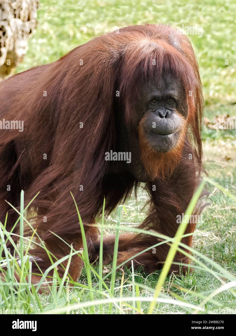 Closeup orangutan (Pongo pygmaeus) in tall grass and seen from front Stock Photo