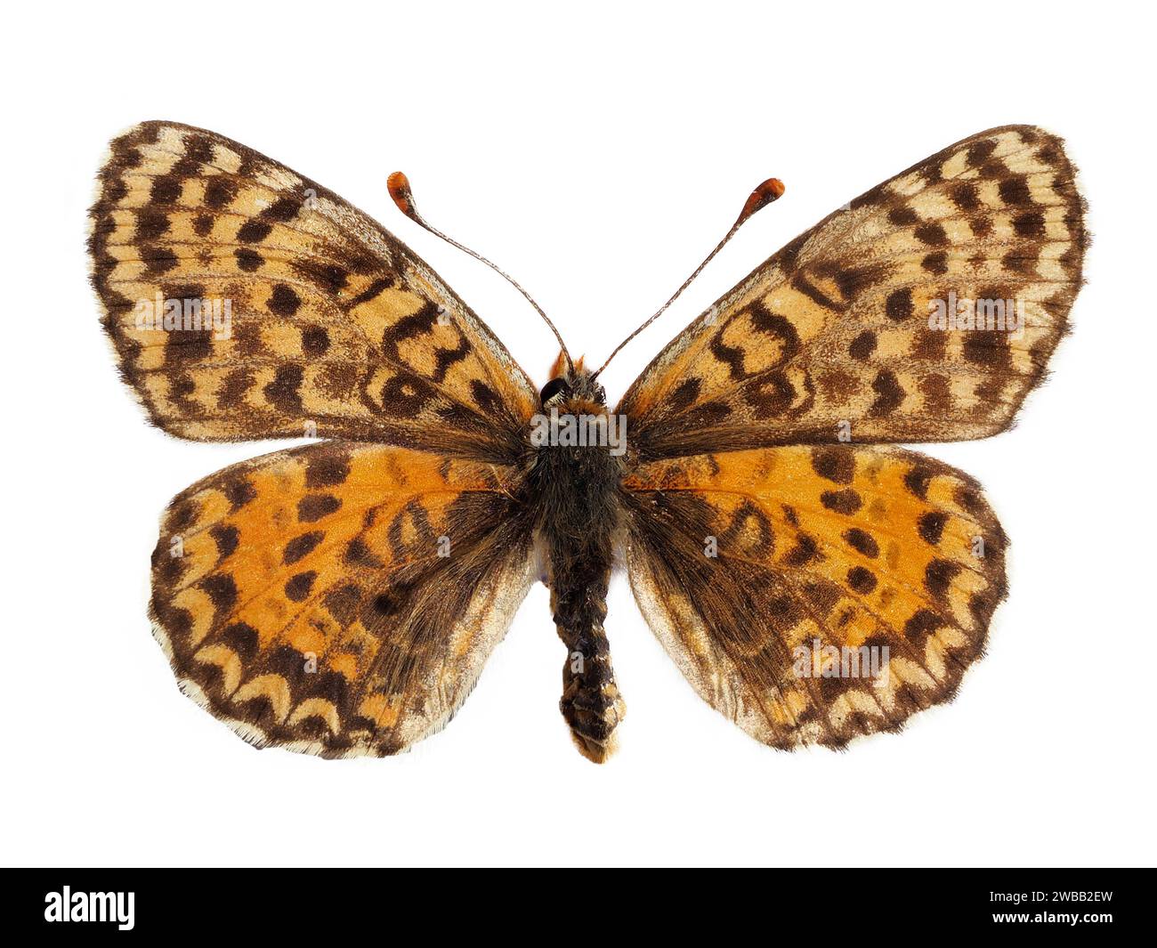 Female spotted fritillary or red-band fritillary butterfly (Melitaea didyma) isolated on white background Stock Photo