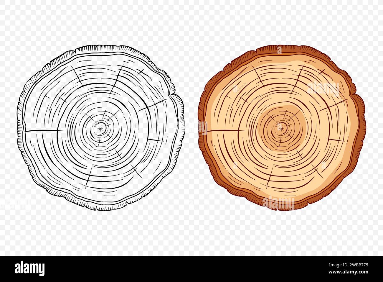 Tree Rings, Oak and Pine Slices, Lumber, and Timber Cross Section with Saw Cut Detail. Tree Trunk, Wood Log, Pine, Oak Slices, Lumber, Cut Timber Stock Vector