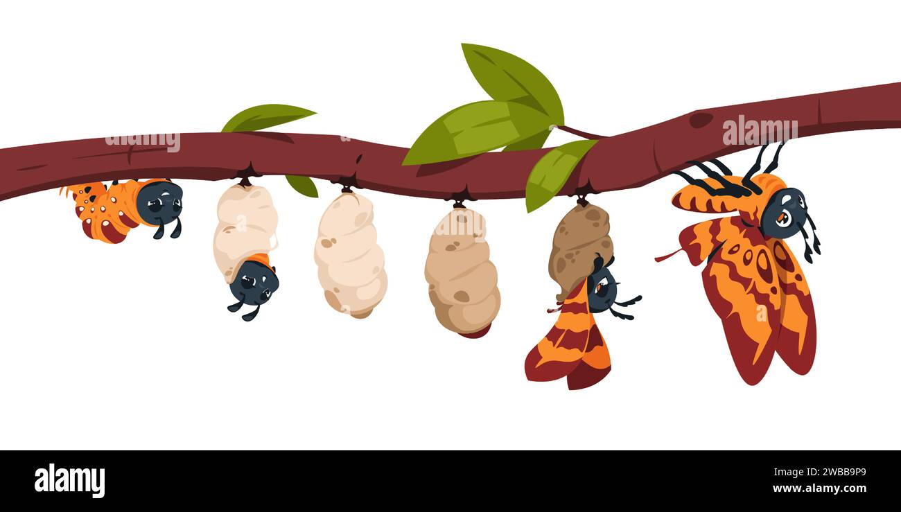 Butterfly metamorphosis. Caterpillar development stages. Larva and cocoon on tree branch. Insect
