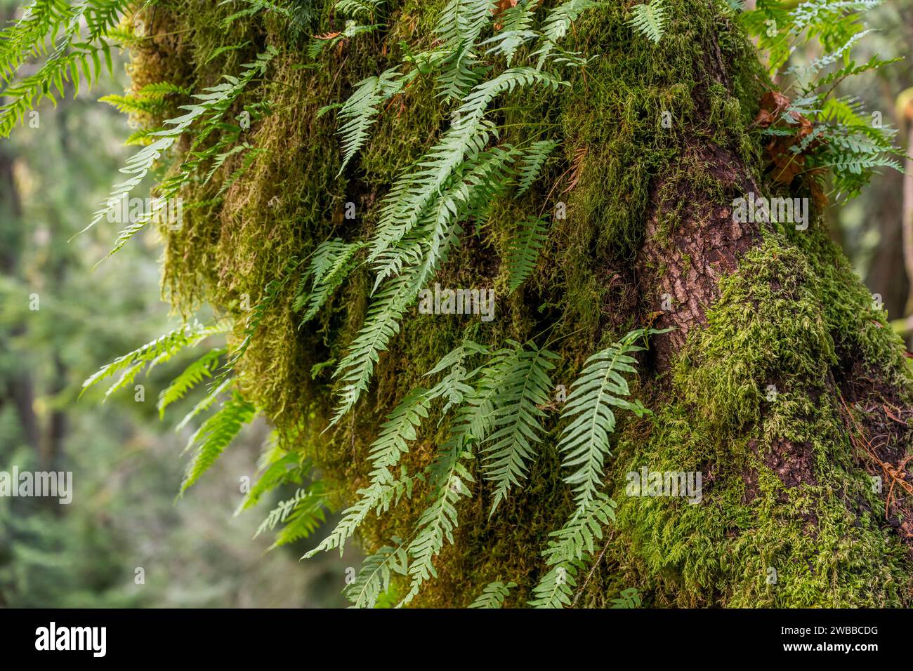 Lush ferns growing out of moss covered - Lush Ferns Growing Out Of Moss Covered Tree Trunks Along The Twin Falls Hiking Trail In The Olallie State Park Snoqualmie River Valley Near North Ben 2WBBCDG 