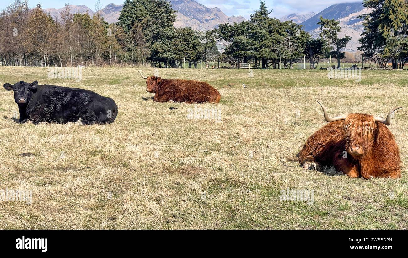 Highland cattle with long horns and long hairy coat on the farm Stock ...