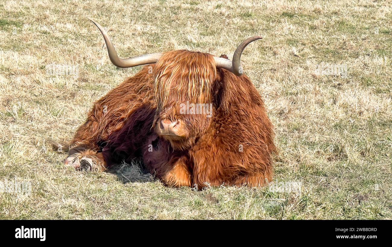 Highland cattle with long horns and long hairy coat on the farm Stock