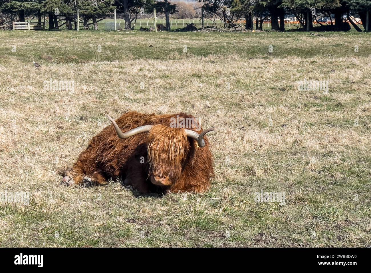 Highland cattle with long horns and long hairy coat on the farm Stock ...