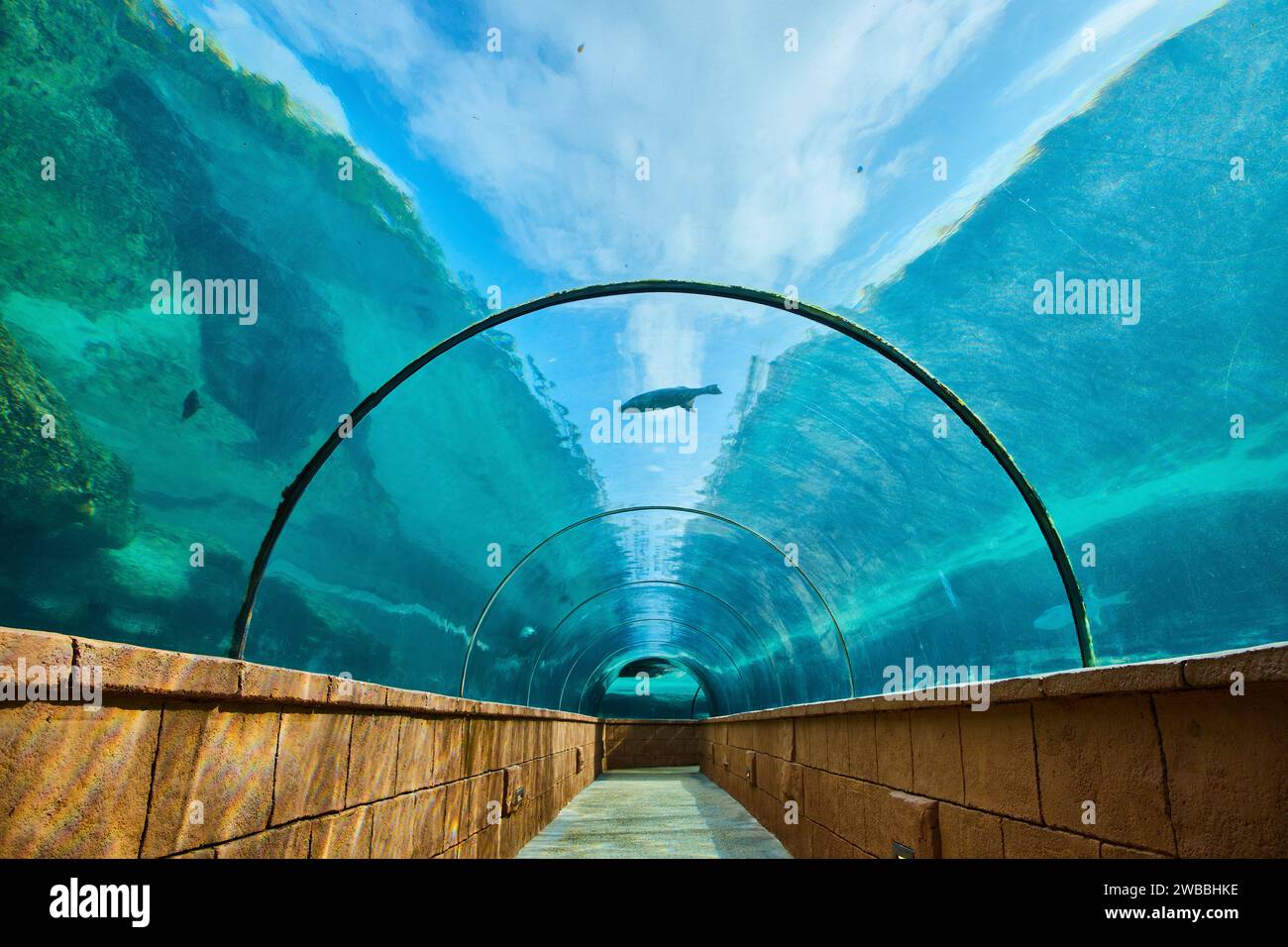Aquatic Life in Underwater Tunnel Aquarium with Swimming Shark Stock Photo
