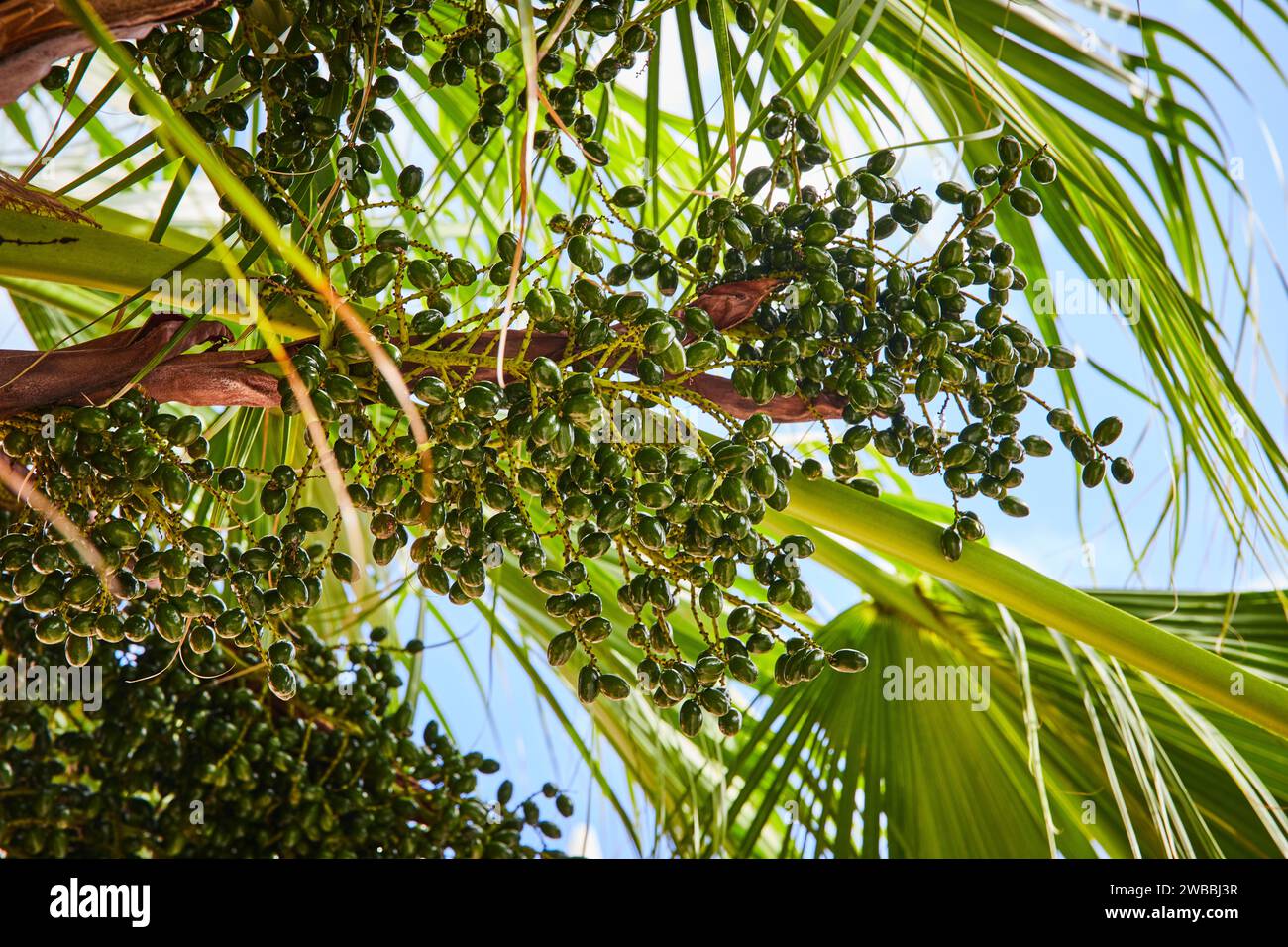 Lush Palm Tree Fruits and Foliage Against Blue Sky, Bahamas Stock Photo ...