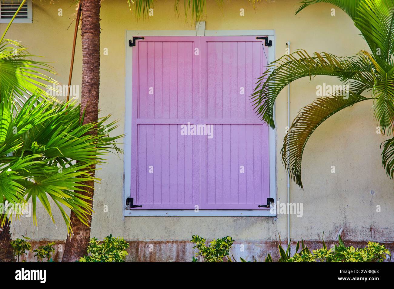 Pastel Pink Shutter and Lush Greenery in Tropical Setting Stock Photo ...