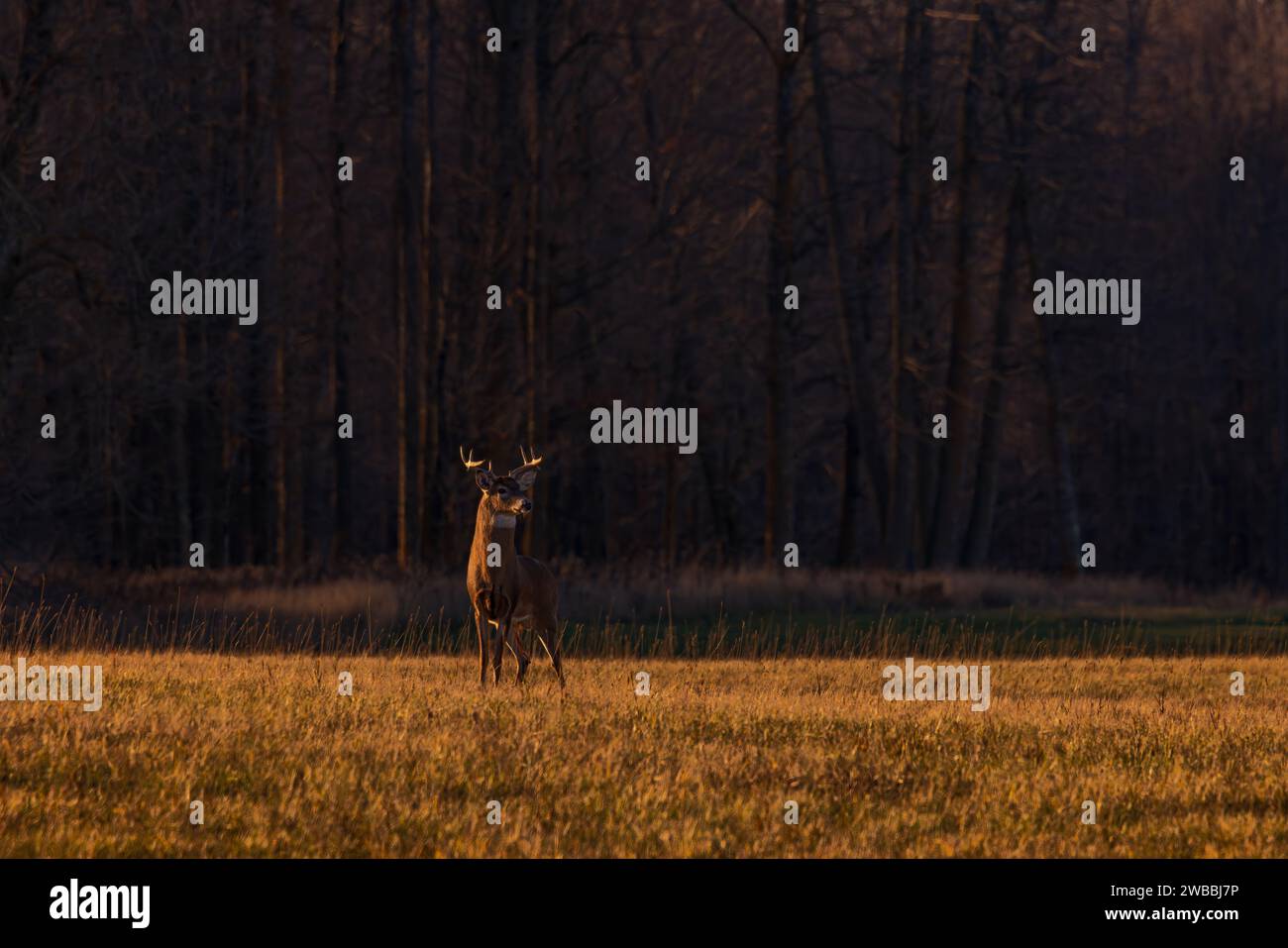 Whitetailed buck during the rut in northern Wisconsin Stock Photo Alamy