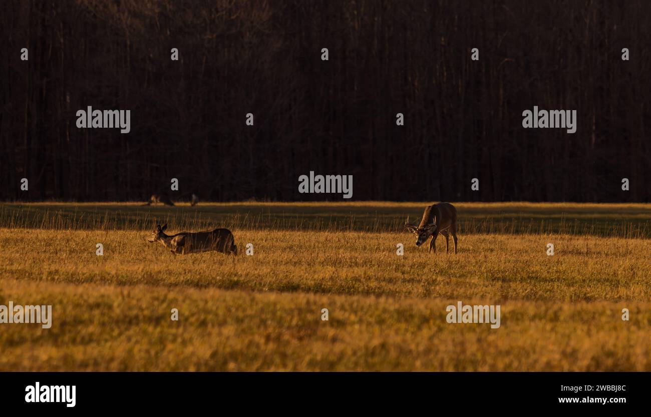 Wi Whitetail Rut White-tailed buck during the rut in northern Wisconsin Stock Photo - Alamy