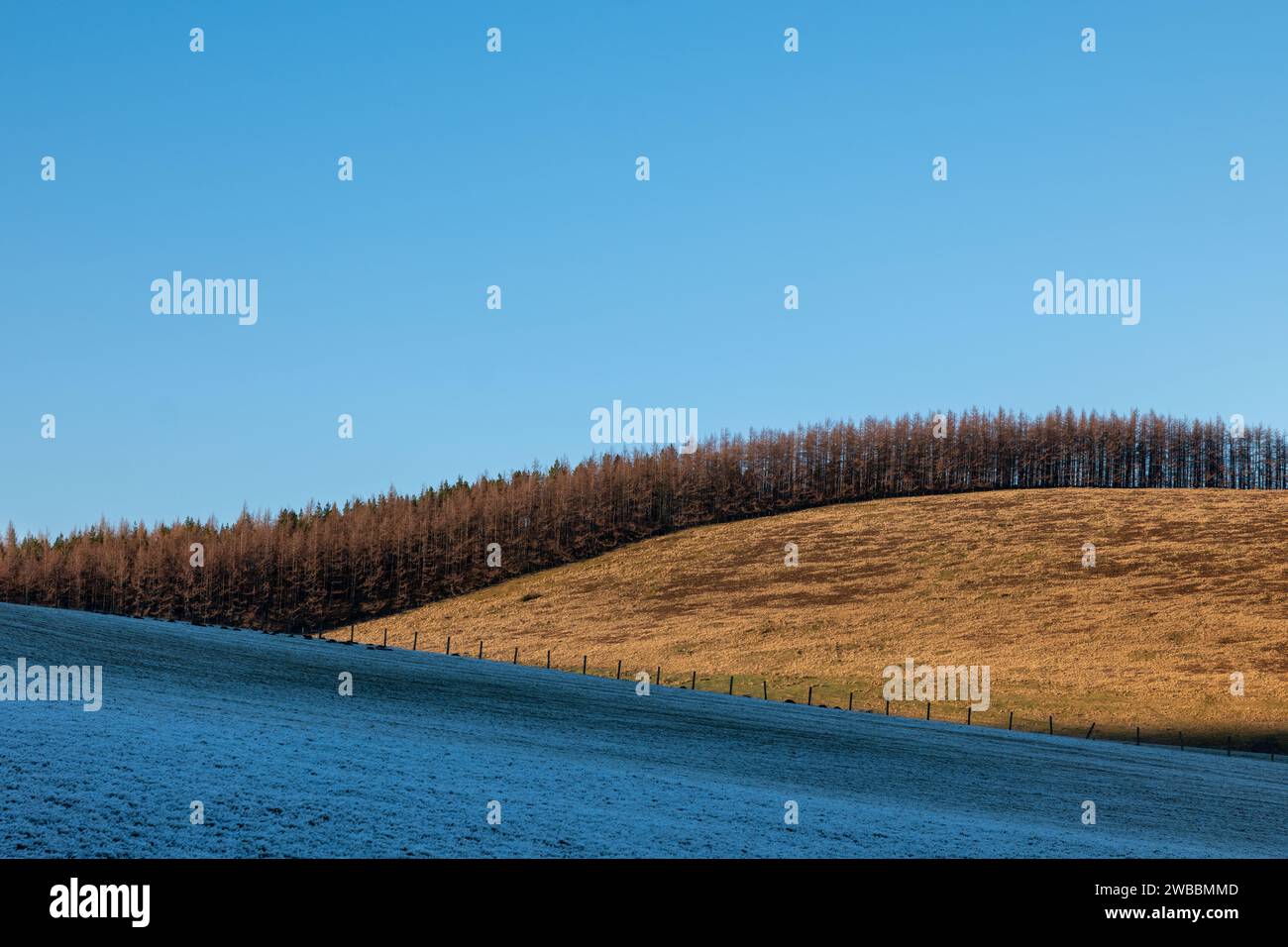 9 January 2024. This is a view across a frosty field to rough pasture topped with trees and a blue sky, all on a very cold winters sunny afternoon. Stock Photo