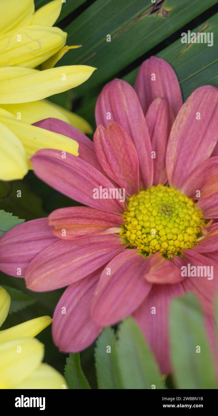 A photograph of flowers in Las Piñas, NCR, Philippines Stock Photo Alamy