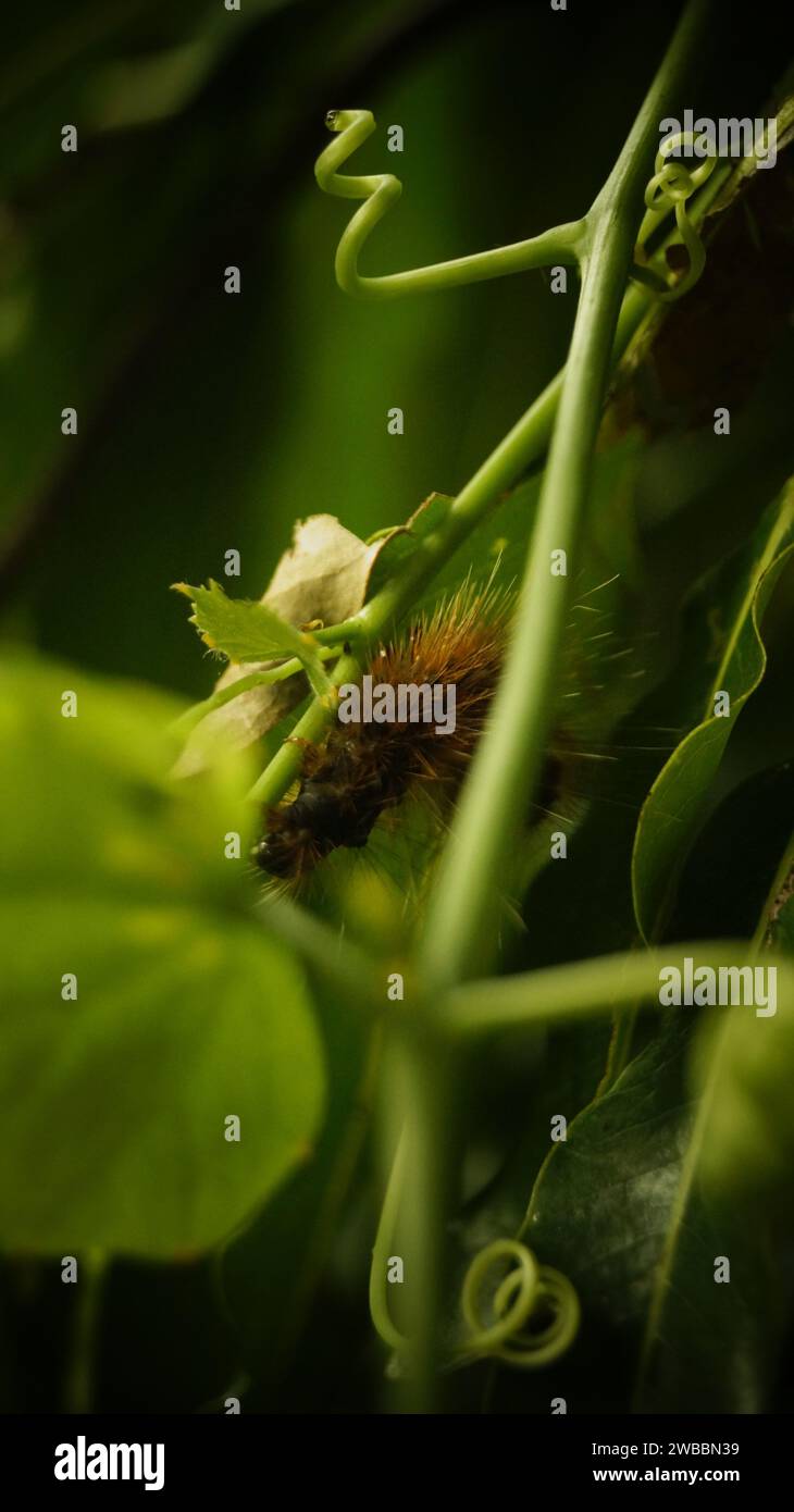 Hairy caterpillar insect hi-res stock photography and images - Alamy