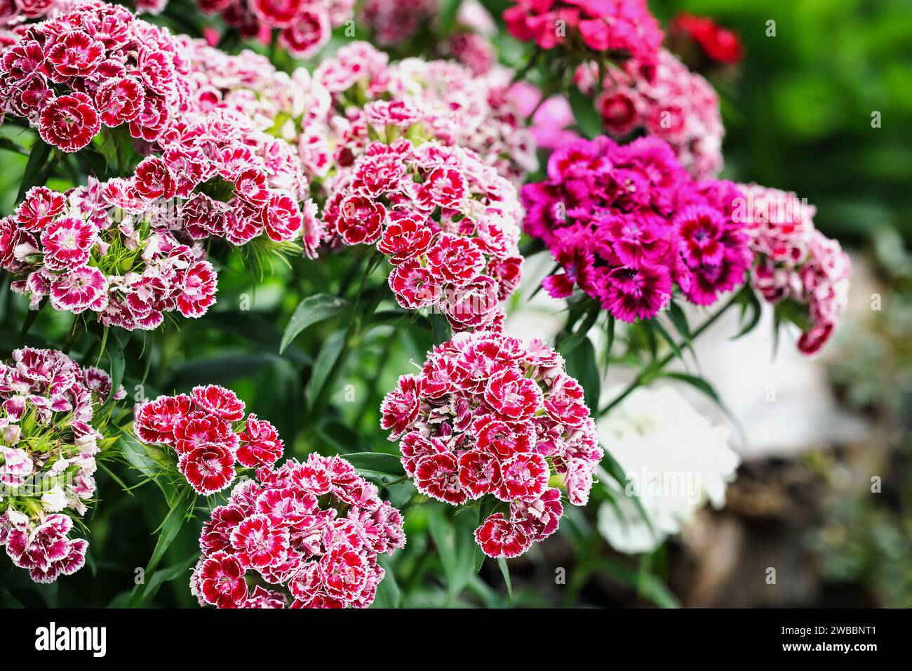 Closeup of multicolored Sweet William, Dianthus barbatus, flowers blooming outdoors. Selective focus on flowers in lower front with blurred background Stock Photo