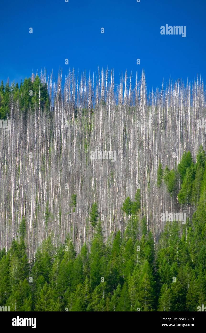 Forest burn from Big River Trail, Middle Fork Flathead Wild and Scenic River, Great Bear