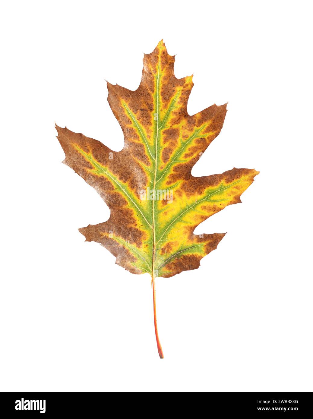 Autumn season. One dry leaf isolated on white Stock Photo - Alamy