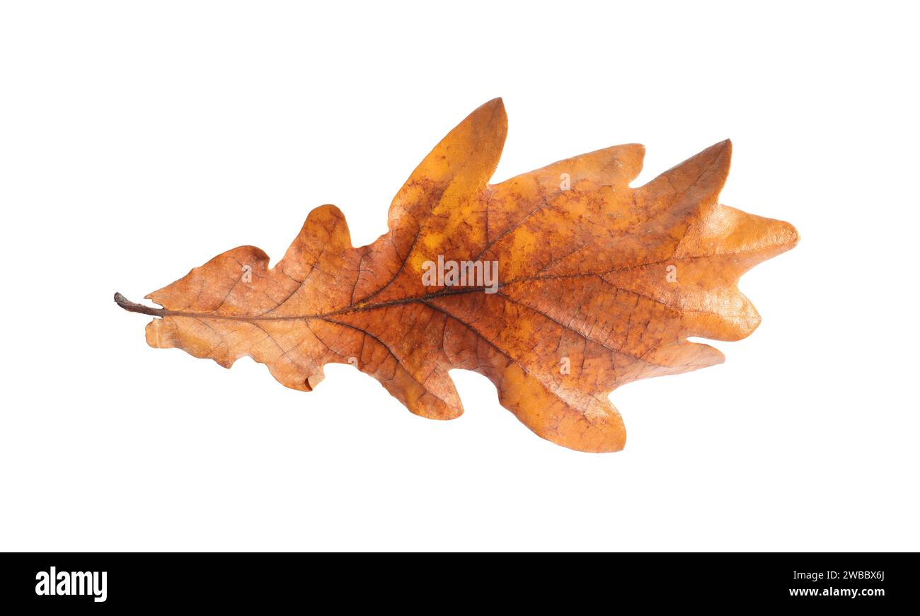 One dry fallen oak leaf hi-res stock photography and images - Alamy