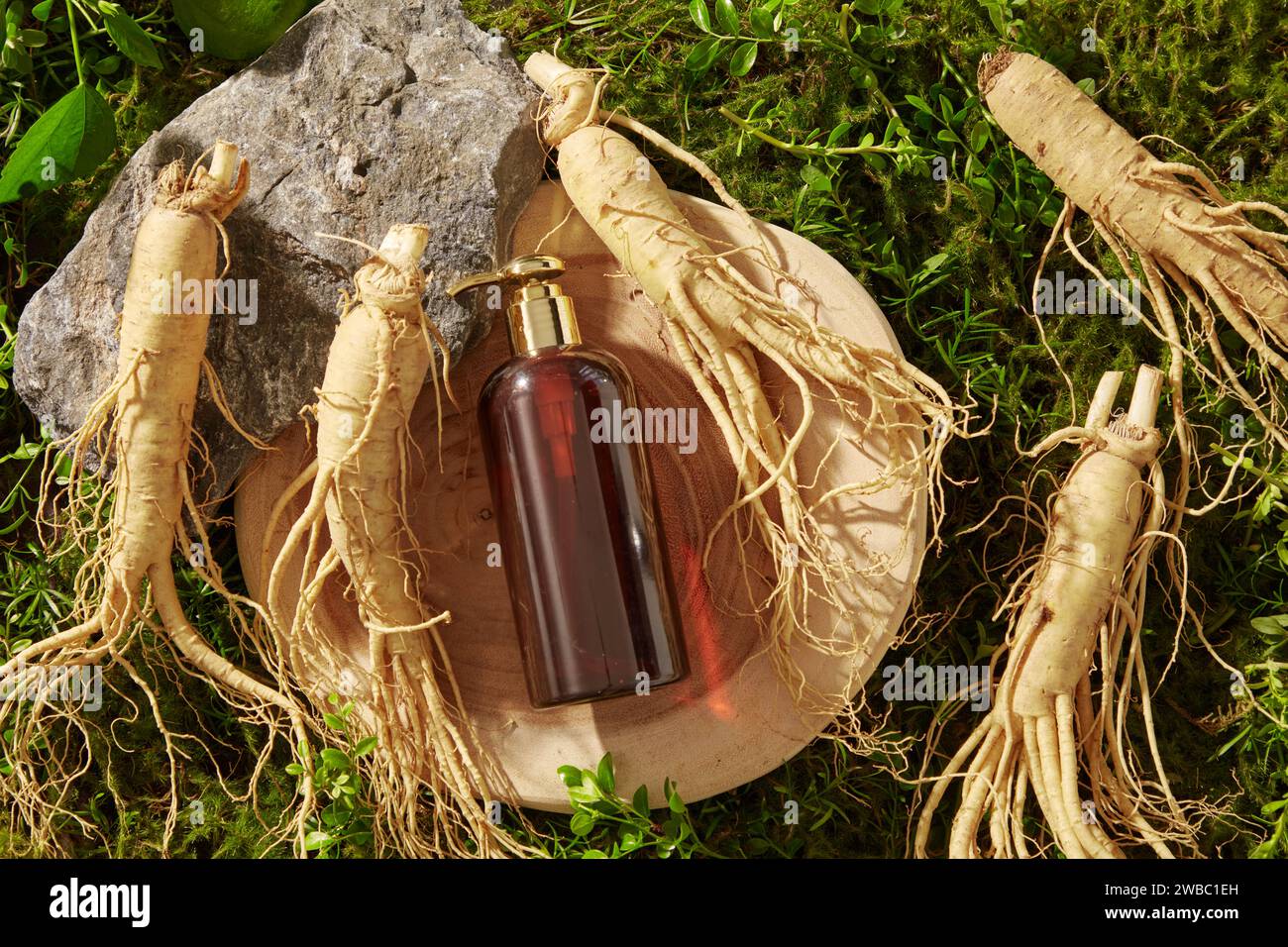 An amber bottle unbranded displayed on wooden tray with fresh ginseng roots and block of stone on green moss background. Mockup scene for advertising Stock Photo