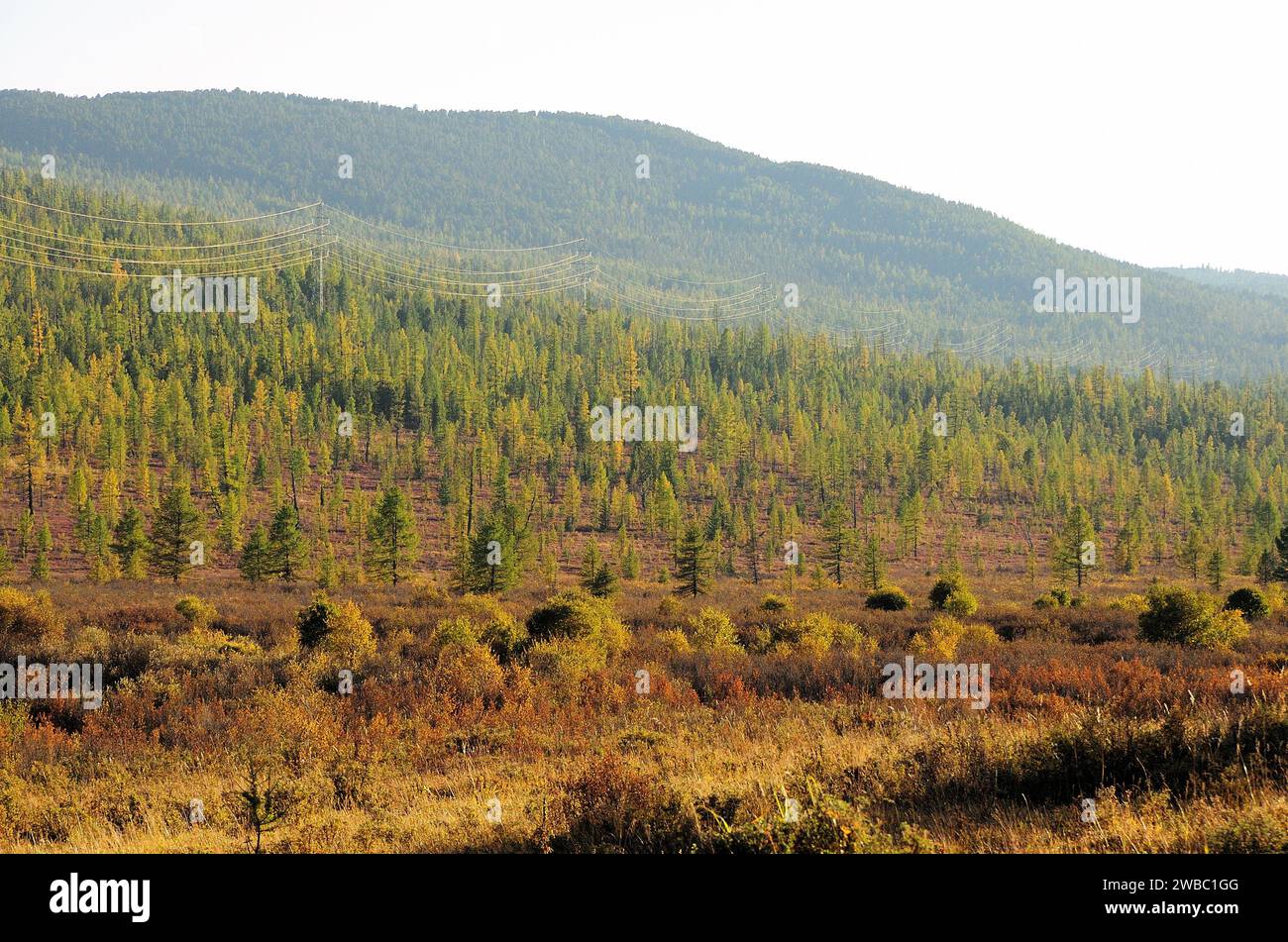 Mountainous tundra in early autumn, dwarf pines on the slope of a high hill. Ulagansky district, Altai, Siberia, Russia. Stock Photo