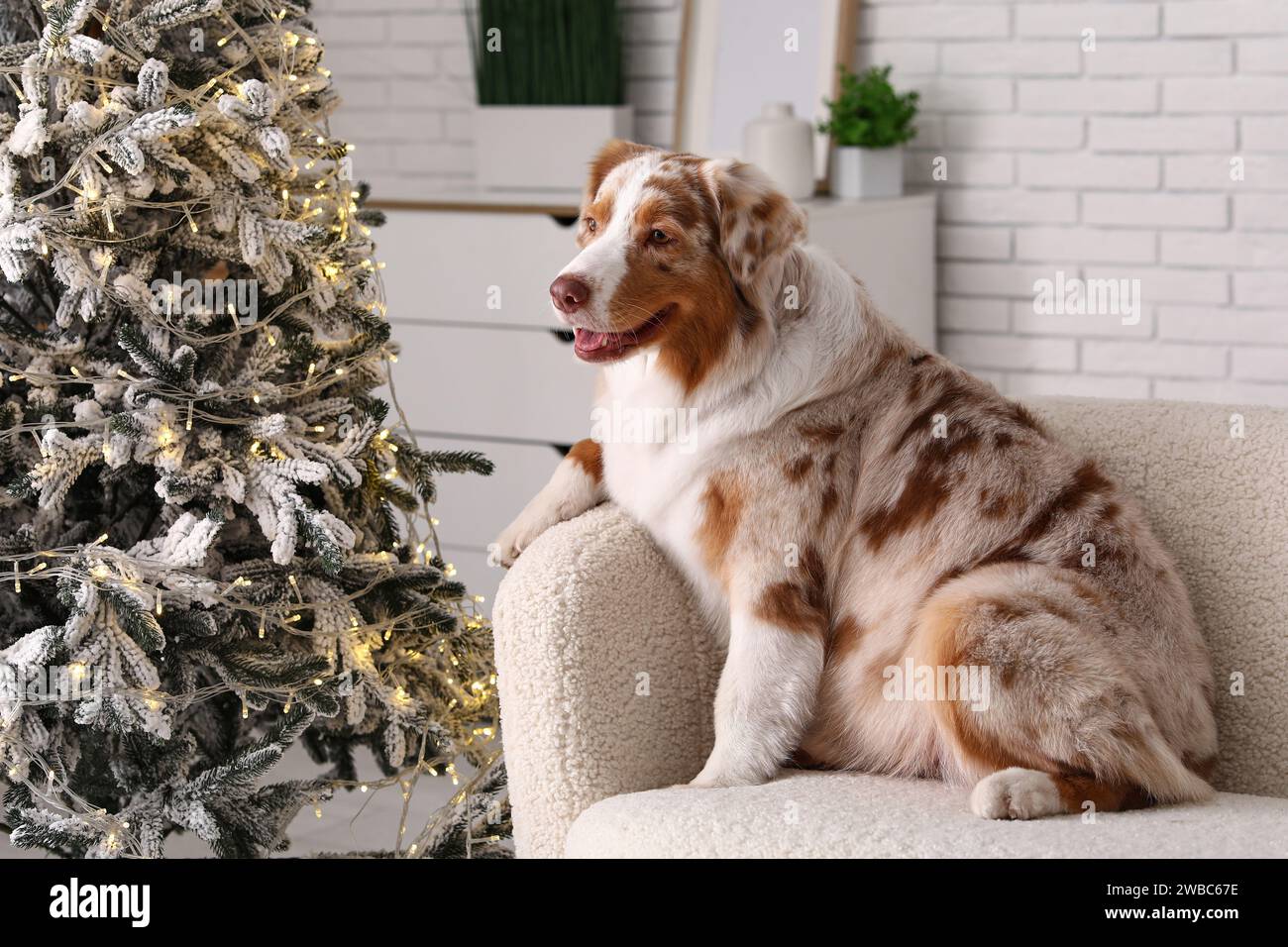 Cute Australian Shepherd dog at home on Christmas eve Stock Photo