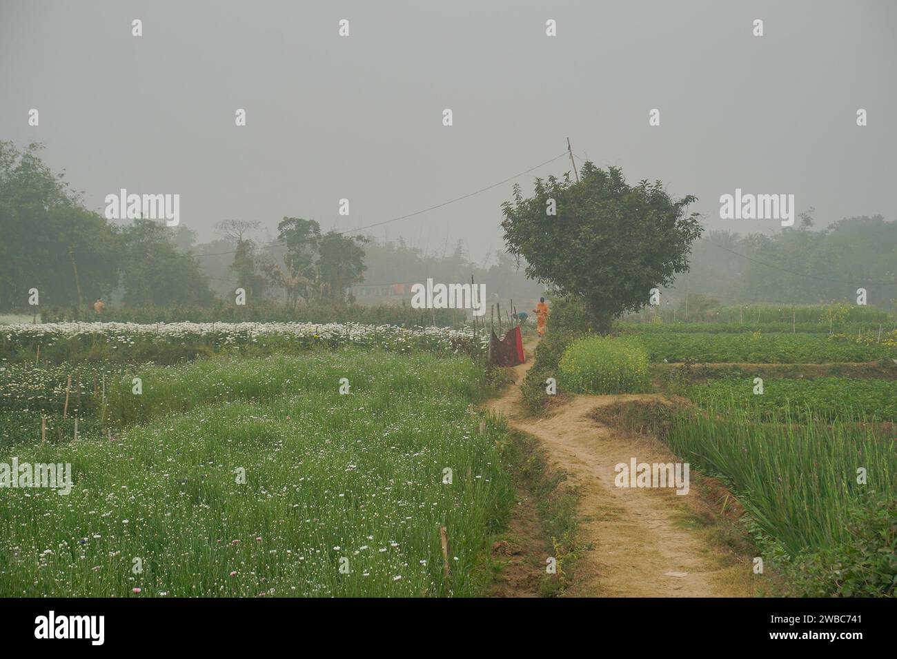 Village woman passing through field of budding Chrysanthemums, Chandramalika, Chandramallika, mums , chrysanths, genus Chrysanthemum. Winter morning, Stock Photo