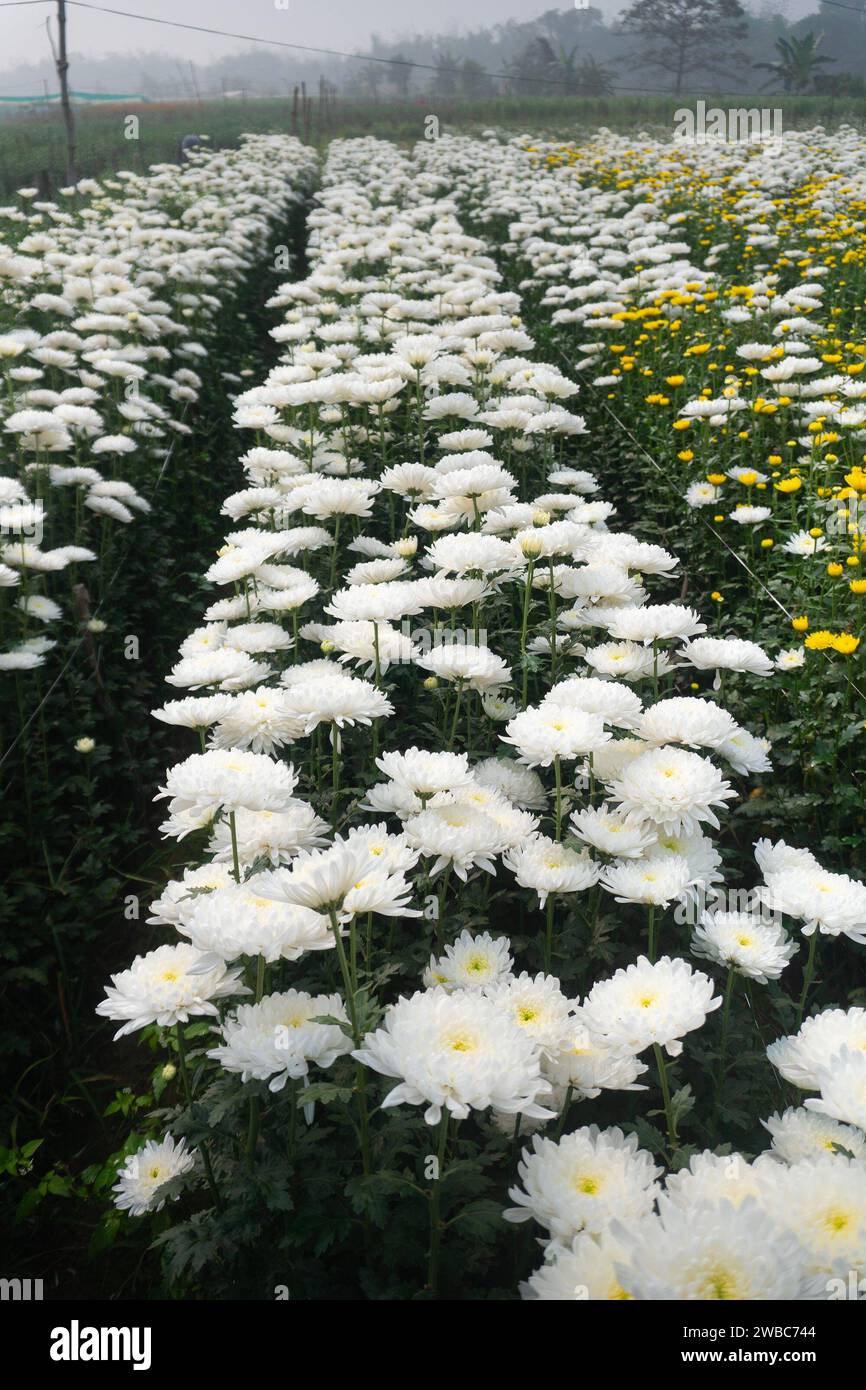 Vast field of budding Chrysanthemums, Chandramalika, Chandramallika, mums , chrysanths, genus Chrysanthemum, family Asteraceae. Winter morning at Vall Stock Photo