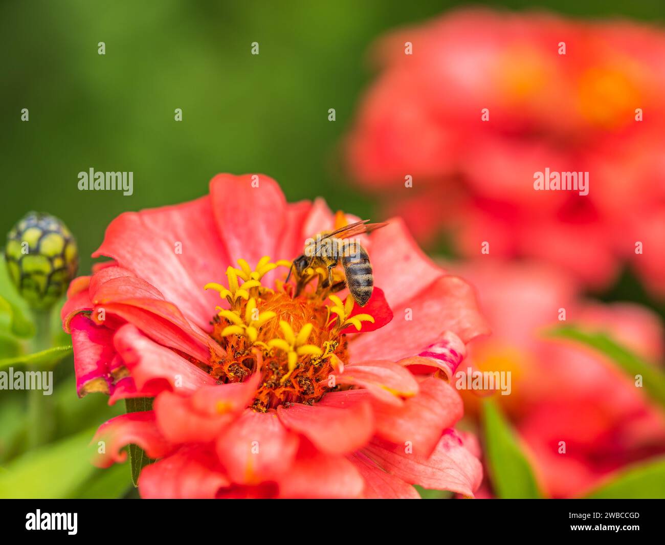 A bee collects nectar from Red marigolds flower in the garden in summer close-up. Blooming tagetes flower with red petals in summer, close-up photo. Stock Photo