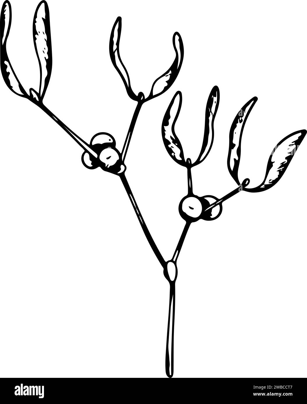 Mistletoe or Viscum branches with leaves and berries. Botanical line art element. Winter plant ink graphic. Hand painted outline illustration for Stock Vector