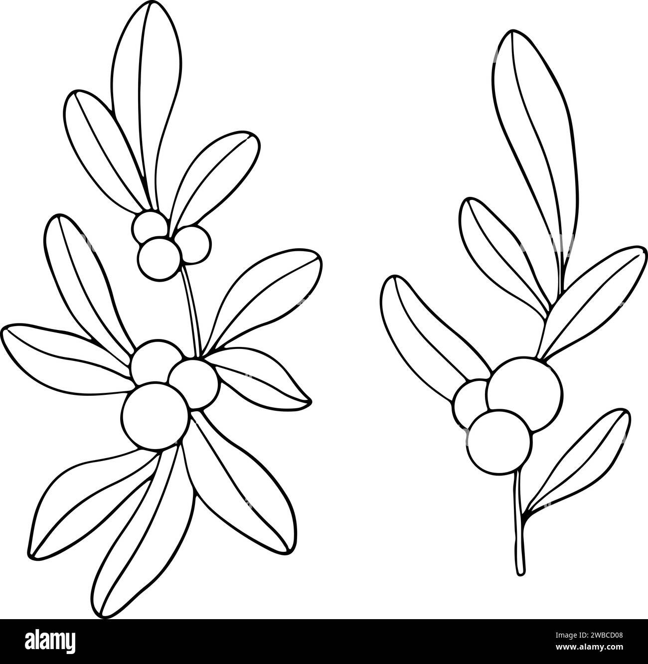 Honeysuckle outline Black and White Stock Photos & Images Alamy