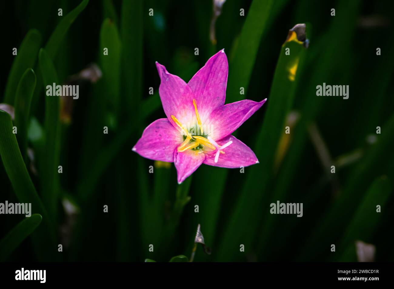 Purple Rosy Rain Lily Flower in Contrast With The Background Stock Photo