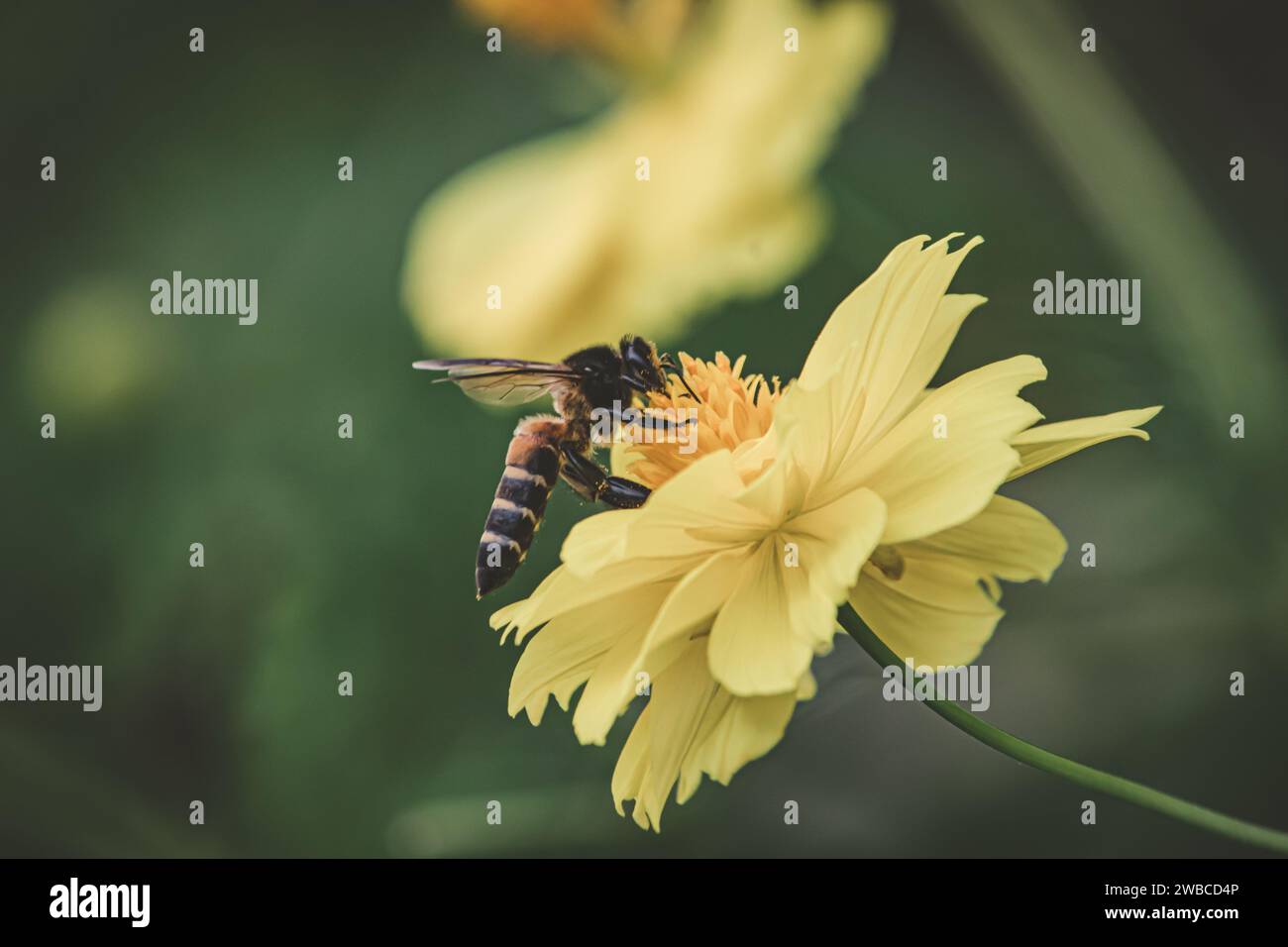 Bee Pollination on a yellow flower, blurred background Stock Photo - Alamy