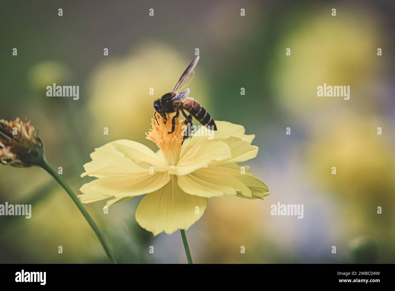 Bee pollination plant hi-res stock photography and images - Alamy