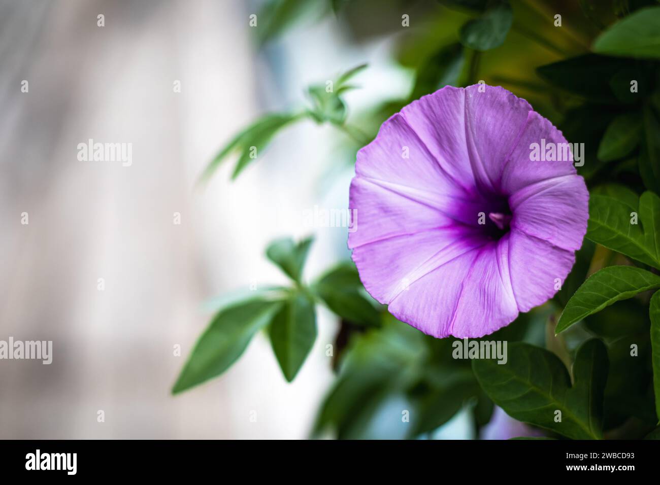 A Close Up Look of Ipomoea Cairica Flower Stock Photo