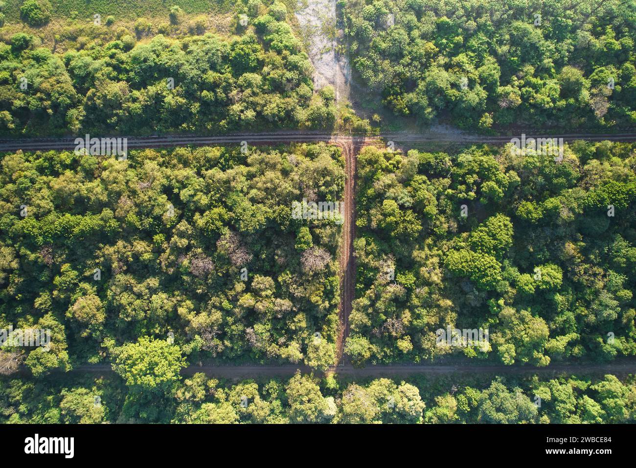 Green landscape forest with path rural road aerial drone top view Stock Photo