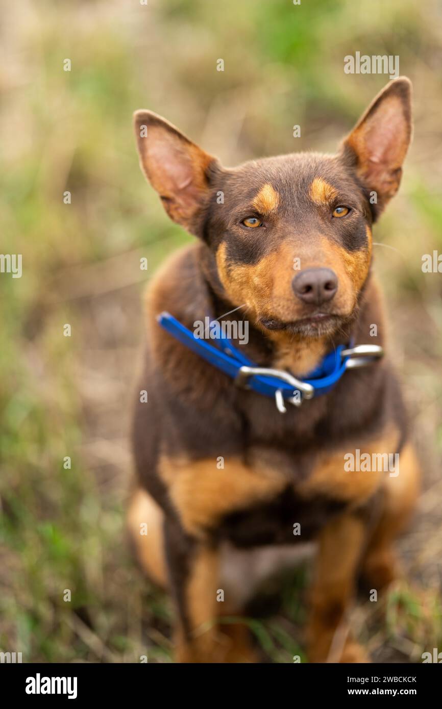 Black tan australian kelpie dog hires stock photography and images Alamy