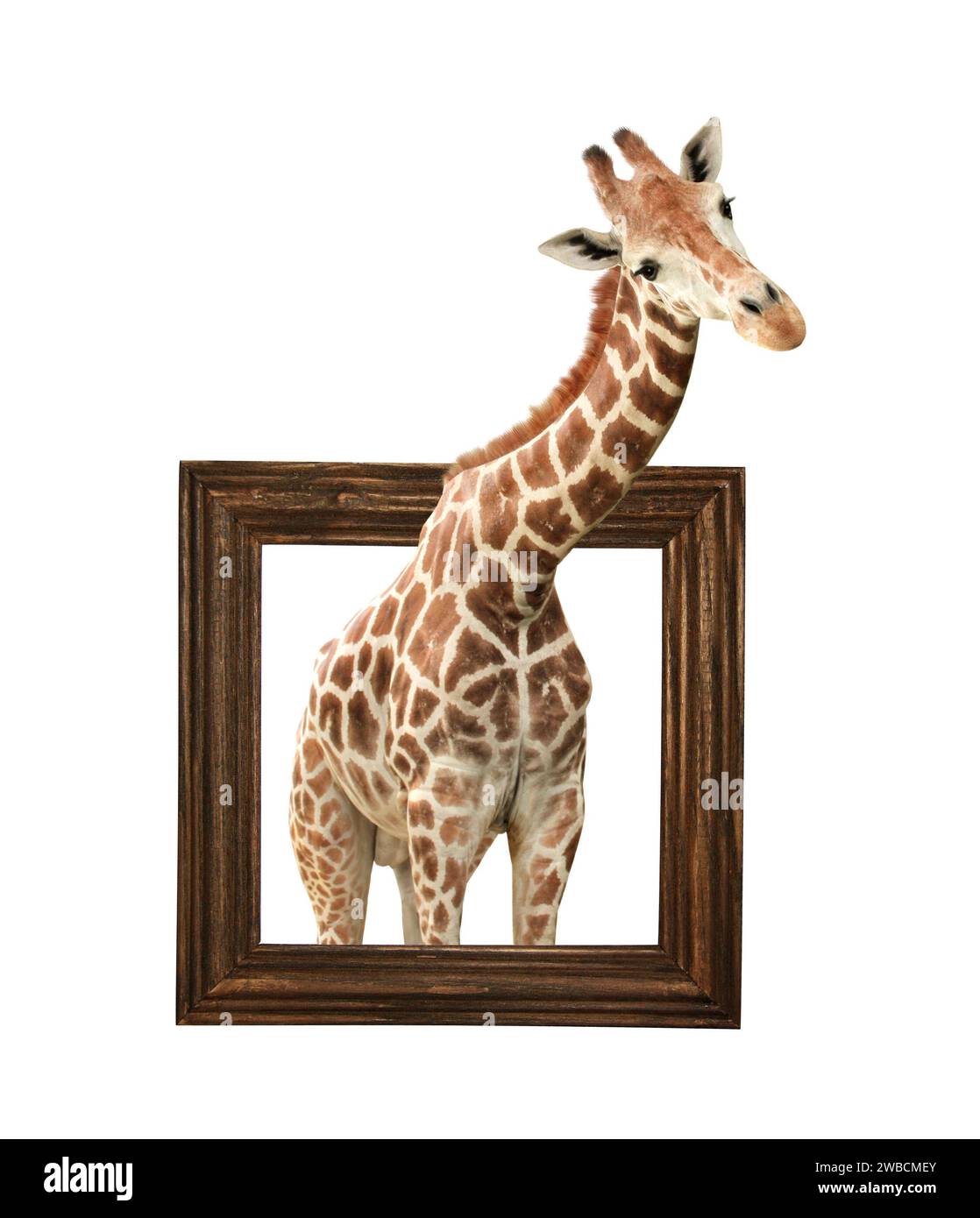 Cute curiosity giraffe. The giraffe looks interested. African animal stares interestedly inside picture frame. Giraffe in wooden frame with 3d effect. Stock Photo