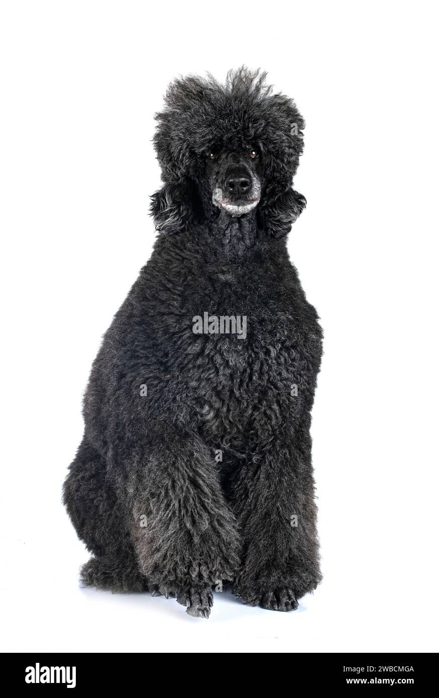 standard black poodle in front of white background Stock Photo - Alamy