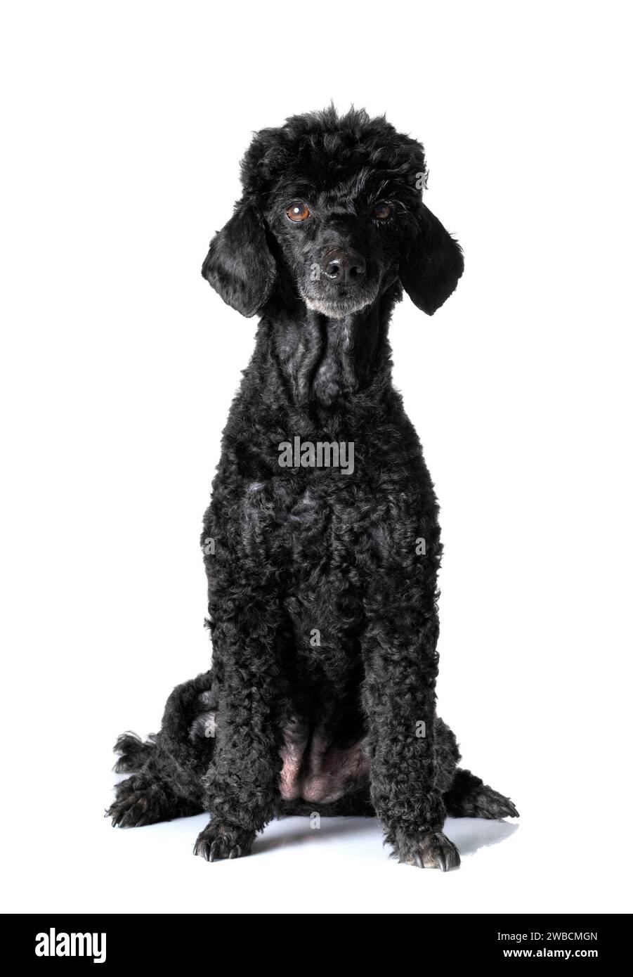 black poodle in front of white background Stock Photo