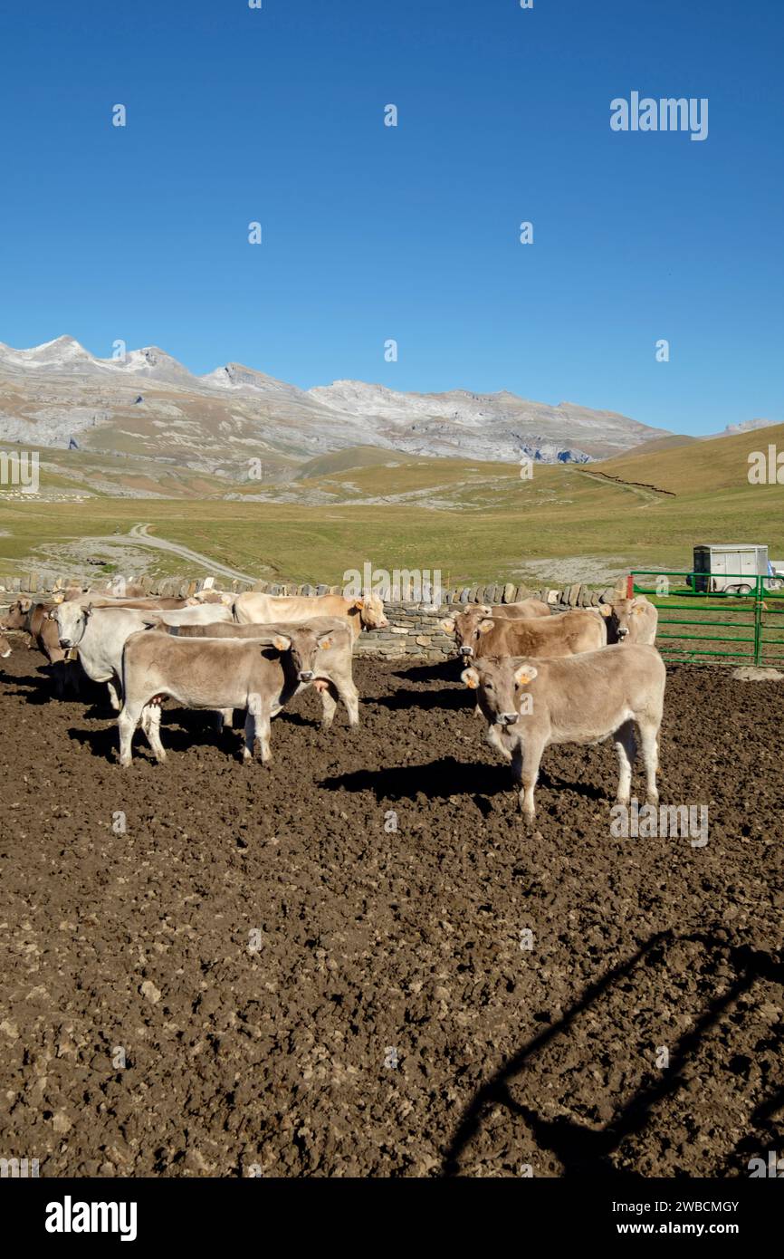 cercado de vacas, Llano Tripals, parque nacional de Ordesa y Monte Perdido,  comarca del Sobrarbe, Huesca, Aragón, cordillera de los Pirineos, Spain Stock Photo