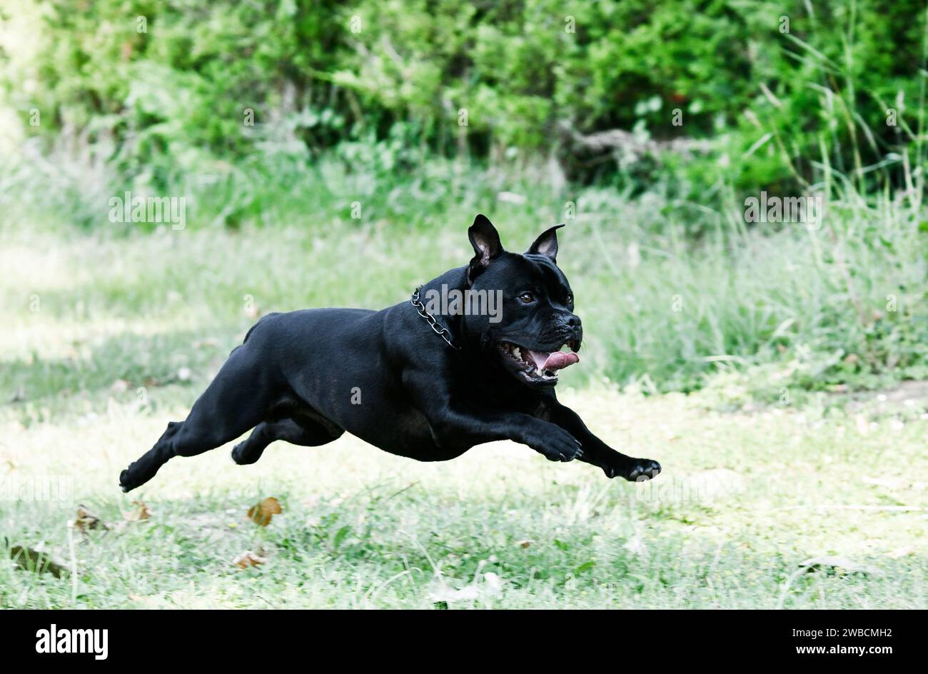 staffordshire bull terrier training  for obedience discipline Stock Photo