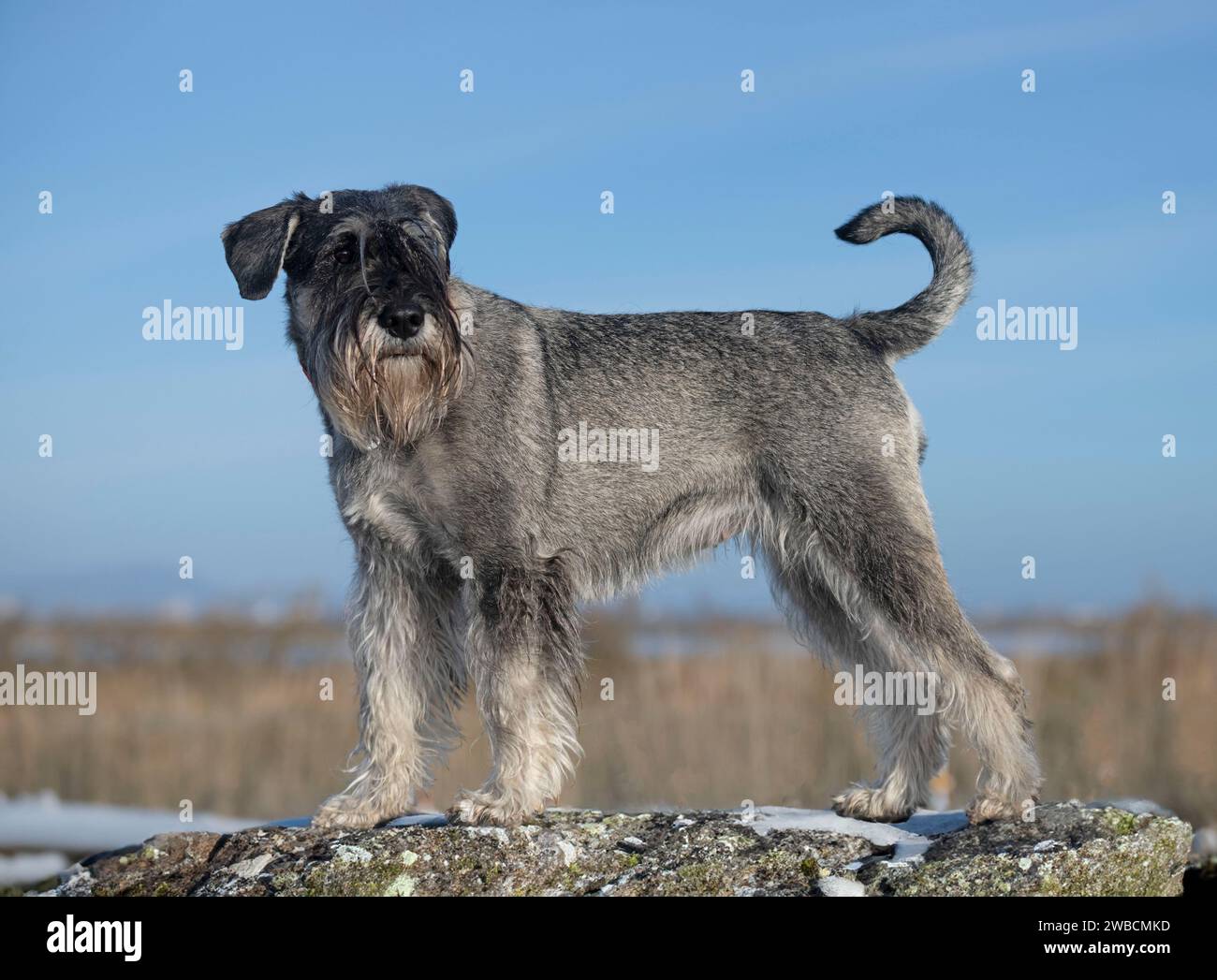 Mitel schnauzer hotsell