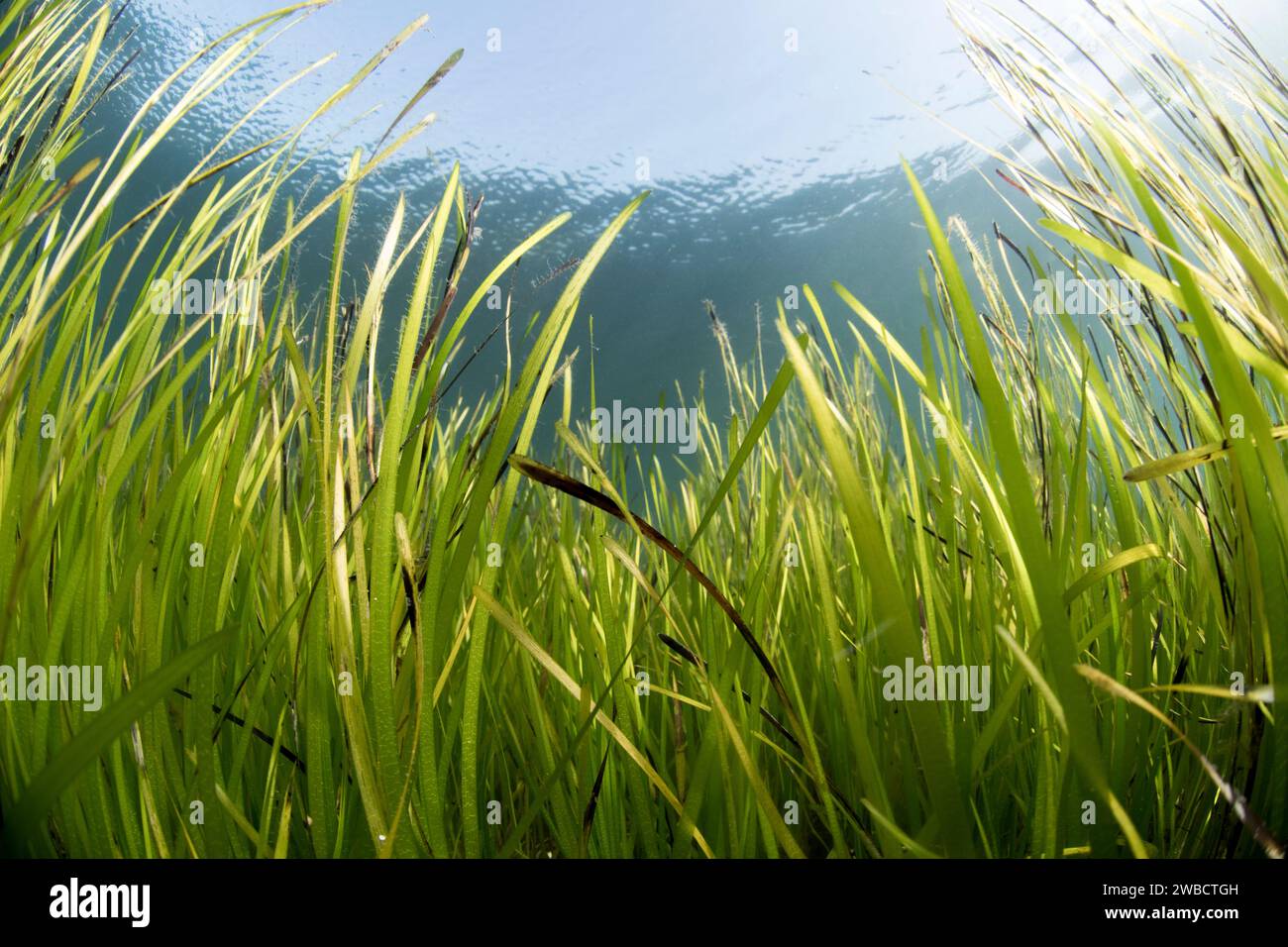 Sea grass Zostera marina Stock Photo