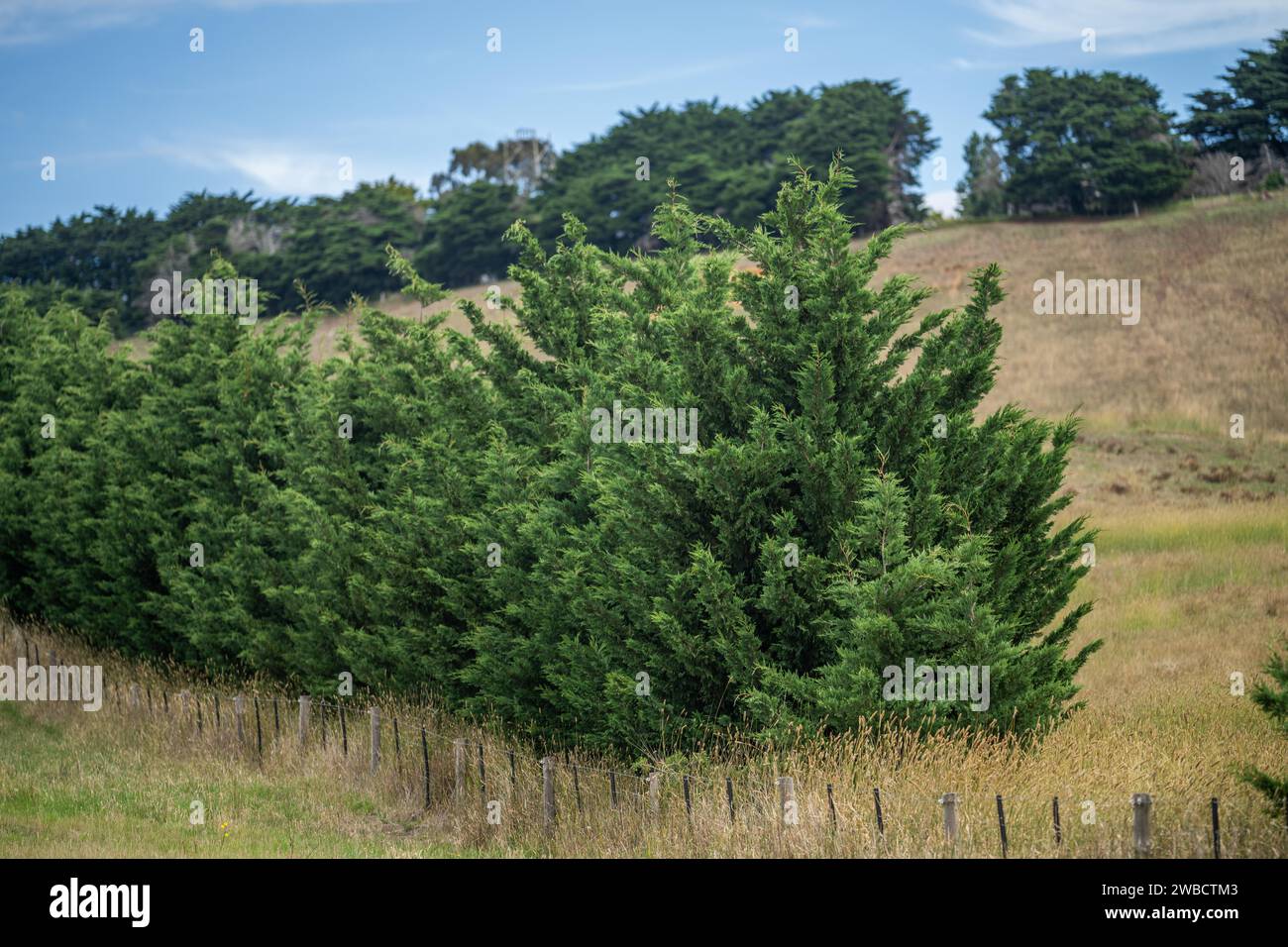 tree hedge of a farm Stock Photo