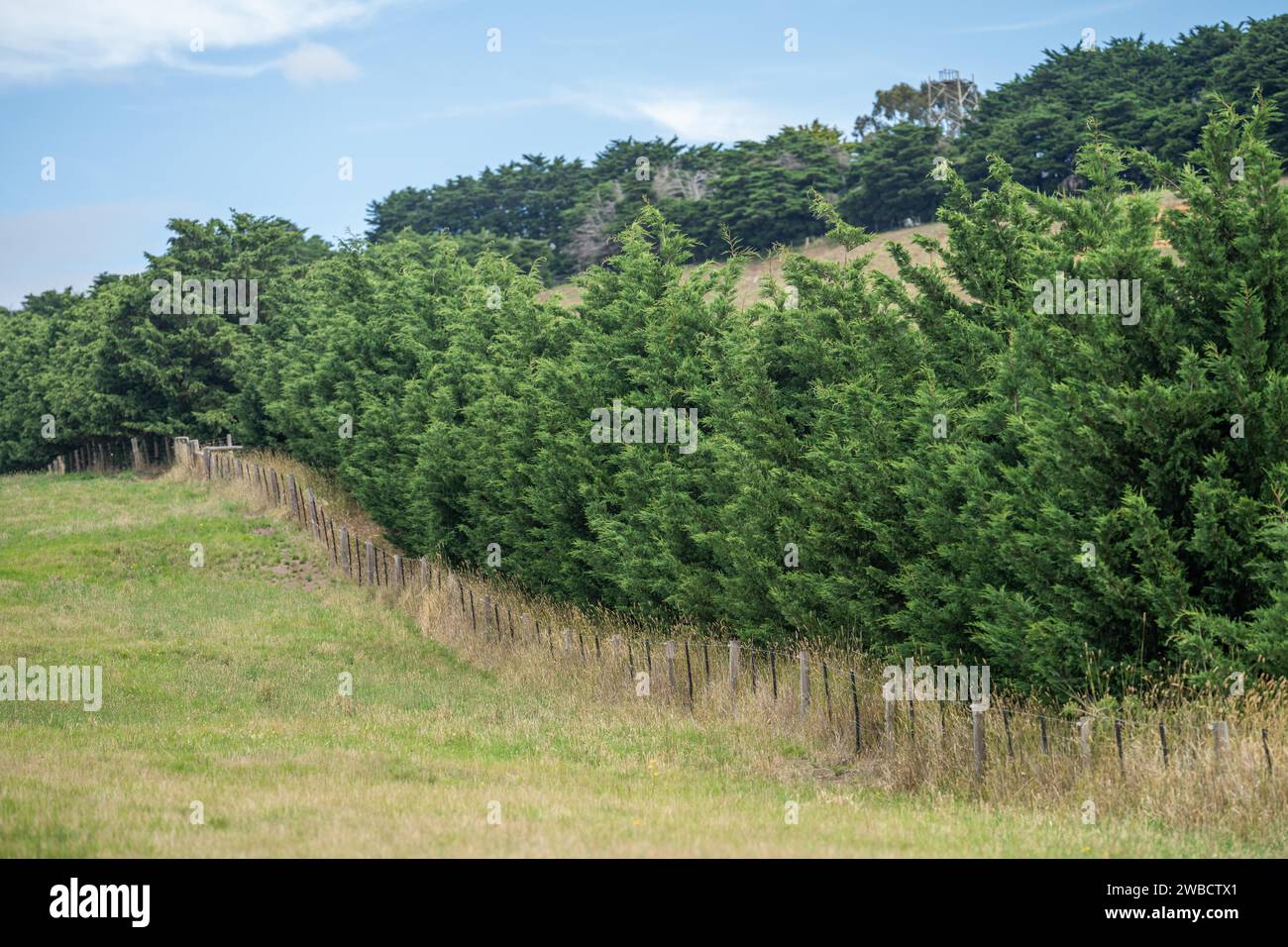 tree hedge of a farm Stock Photo